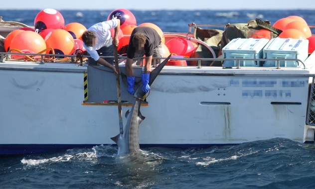 And so it is, the WA Shark cull • Surfing Life