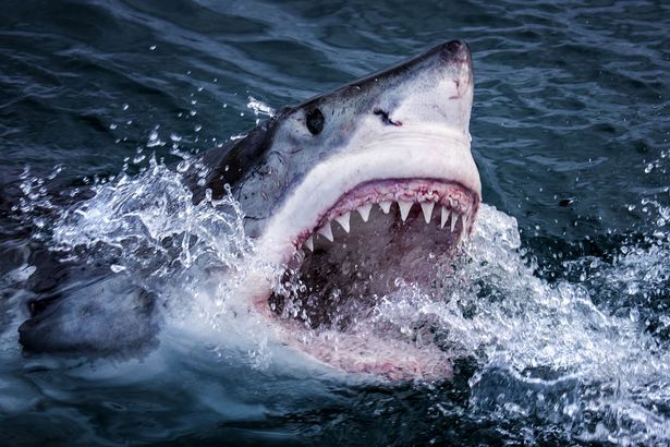 Great White Shark